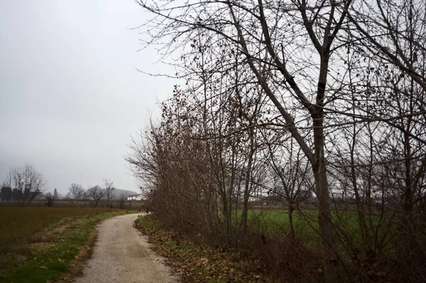 Paved trail next to a field and a row of bare trees on a cloudy day in the italian countryside