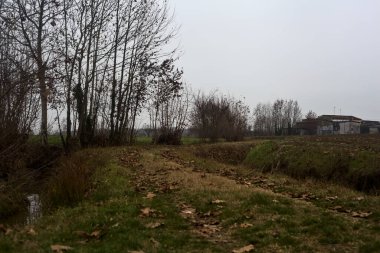 Trail bordered by irrigation channel and bare trees on a cloudy day in the italian countryside in winter