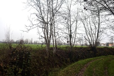 Trail bordered by irrigation channel and bare trees on a cloudy day in the italian countryside in winter