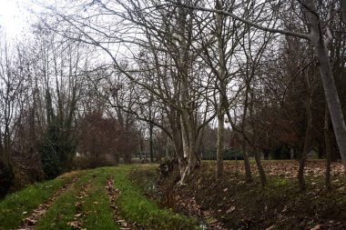 Trail bordered by irrigation channel and bare trees on a cloudy day in the italian countryside in winter