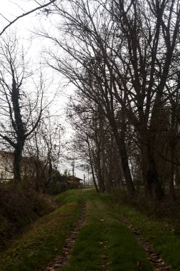 Trail bordered by irrigation channel and bare trees on a cloudy day in the italian countryside in winter
