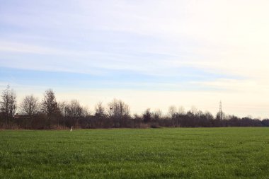 Cultivated field bordered by bare trees and a road next to them in the italian countryside