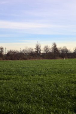 Cultivated field bordered by bare trees and a road next to them in the italian countryside
