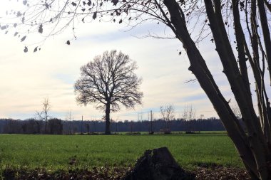 Bare trees in a cultivated field in winter on a sunny day in the italian countryside
