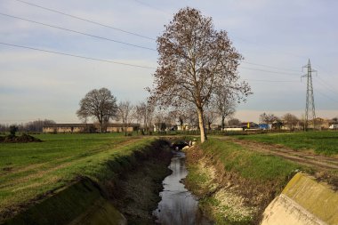 Tree by the edge of a stream of water next to a field and a dirt path in the italian countryside