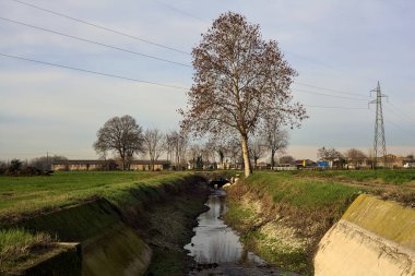 Tree by the edge of a stream of water next to a field and a dirt path in the italian countryside