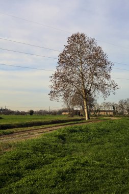 Tree by the edge of a stream of water next to a field and a dirt path in the italian countryside