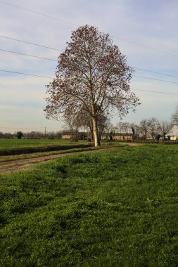 Tree by the edge of a stream of water next to a field and a dirt path in the italian countryside