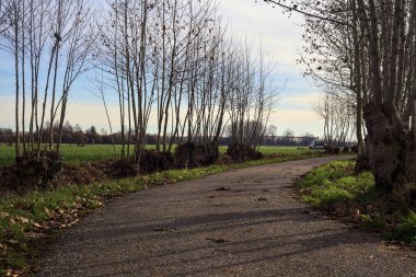Paved trail bordered by bare trees between fields in the italian countryside
