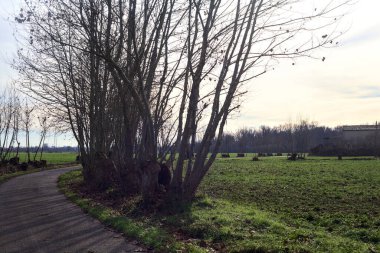 Paved trail bordered by bare trees between fields in the italian countryside