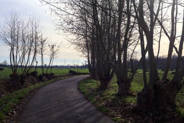 Paved trail bordered by bare trees between fields in the italian countryside