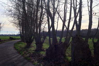 Paved trail bordered by bare trees between fields in the italian countryside