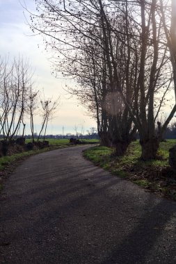 Paved trail bordered by bare trees between fields in the italian countryside