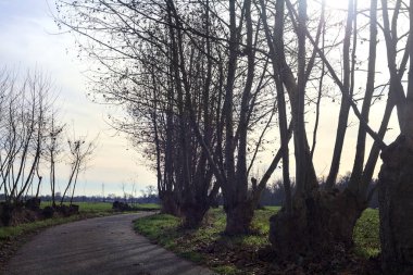 Paved trail bordered by bare trees between fields in the italian countryside