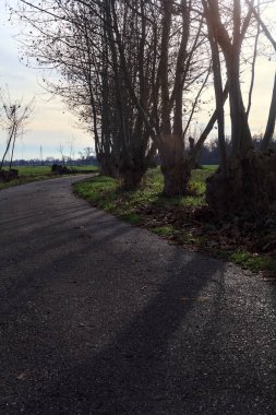 Paved trail bordered by bare trees between fields in the italian countryside
