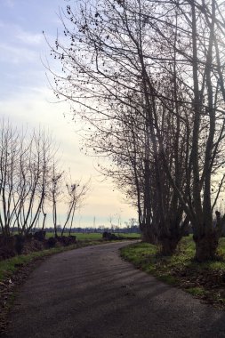 Paved trail bordered by bare trees between fields in the italian countryside