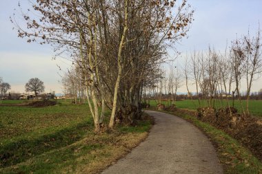 Paved trail bordered by bare trees between fields in the italian countryside