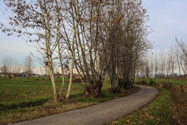 Paved trail bordered by bare trees between fields in the italian countryside