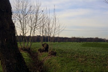 Field with bare trees and a wooden pylon with over head cable passing over