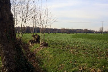 Field with bare trees and a wooden pylon with over head cable passing over