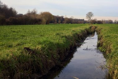 Irrigation channel next to a forest on an overcast day in the italian countryside