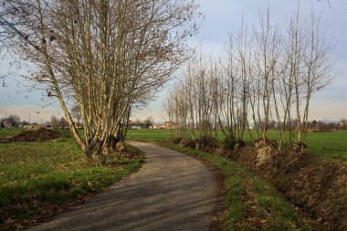 Paved trail bordered by bare trees between fields in the italian countryside