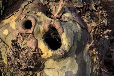 Holes in a trunk seen up close