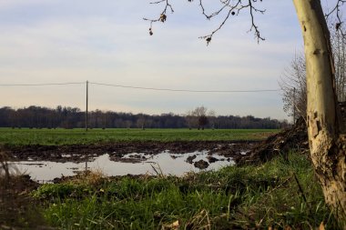 Field with bare trees and a wooden pylon with over head cable passing over