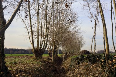 Dry irrigation channel bordered by bare trees