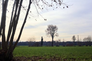 Bare trees in a cultivated field in winter on a sunny day in the italian countryside
