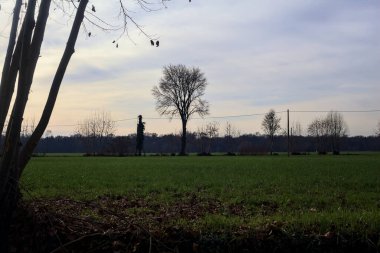 Bare trees in a cultivated field in winter on a sunny day in the italian countryside