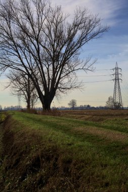 Trail between ploughed fields and dry irrigation channels with a poplar at its edge and pylons in the distance in the italian countryside