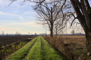 Trail between ploughed fields and dry irrigation channels with a poplar at its edge and pylons in the distance in the italian countryside