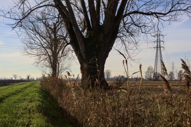 Trail between ploughed fields and dry irrigation channels with a poplar at its edge and pylons in the distance in the italian countryside
