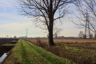 Trail between ploughed fields and dry irrigation channels with a poplar at its edge and pylons in the distance in the italian countryside