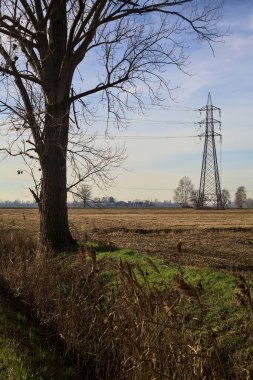 Electricity pylons in a cultivated field framed by a bare poplar in the italian countryside
