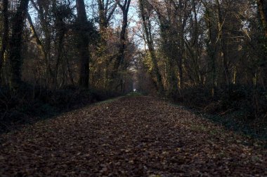 Gün batımında parkın ortasında yapraklarla kaplı bir patika.