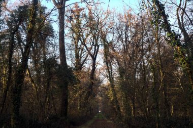 Gün batımında parkın ortasında yapraklarla kaplı bir patika.