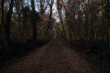 Gün batımında parkın ortasında yapraklarla kaplı bir patika.