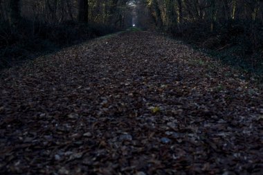 Gün batımında parkın ortasında yapraklarla kaplı bir patika.