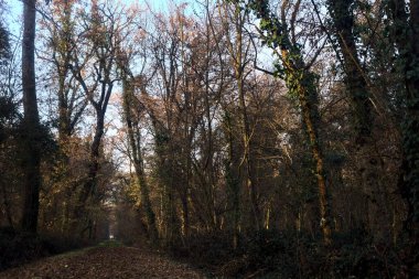 Gün batımında parkın ortasında yapraklarla kaplı bir patika.