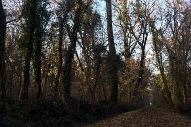 Gün batımında parkın ortasında yapraklarla kaplı bir patika.
