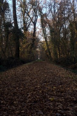 Gün batımında parkın ortasında yapraklarla kaplı bir patika.