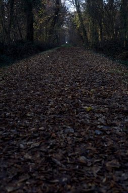 Gün batımında parkın ortasında yapraklarla kaplı bir patika.