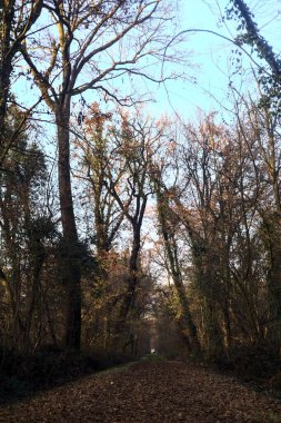 Gün batımında parkın ortasında yapraklarla kaplı bir patika.