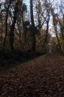 Gün batımında parkın ortasında yapraklarla kaplı bir patika.