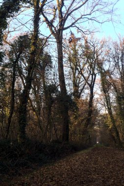 Gün batımında parkın ortasında yapraklarla kaplı bir patika.