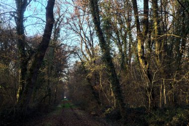 Gün batımında parkın ortasında yapraklarla kaplı bir patika.