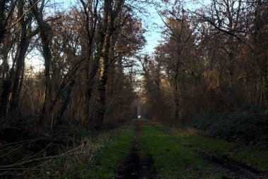 Gün batımında parkın ortasında yapraklarla kaplı bir patika.