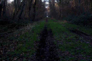 Gün batımında parkın ortasında yapraklarla kaplı bir patika.